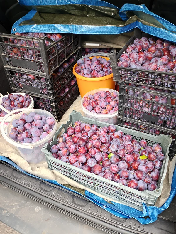 Слива