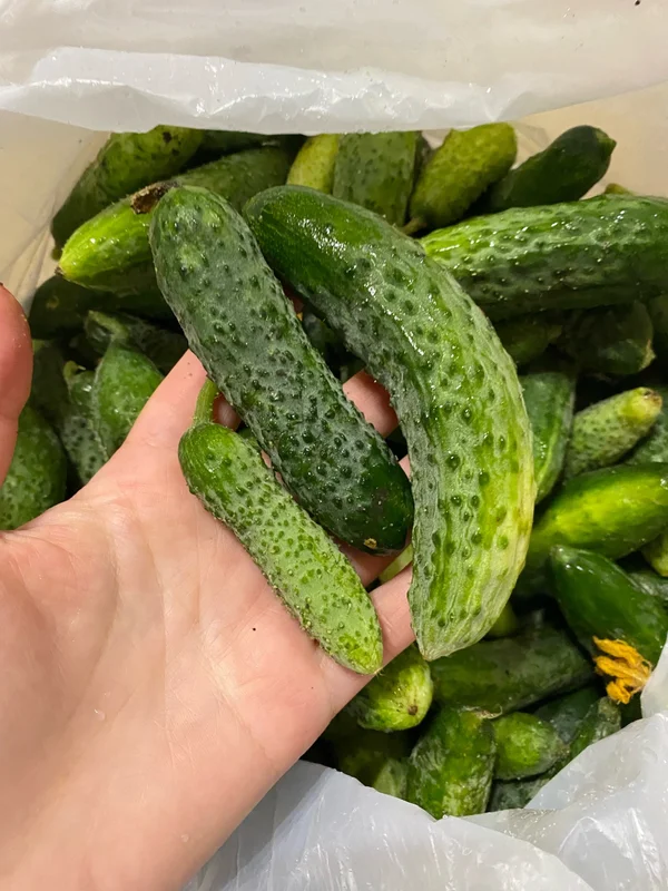 Огурцы корнишоны