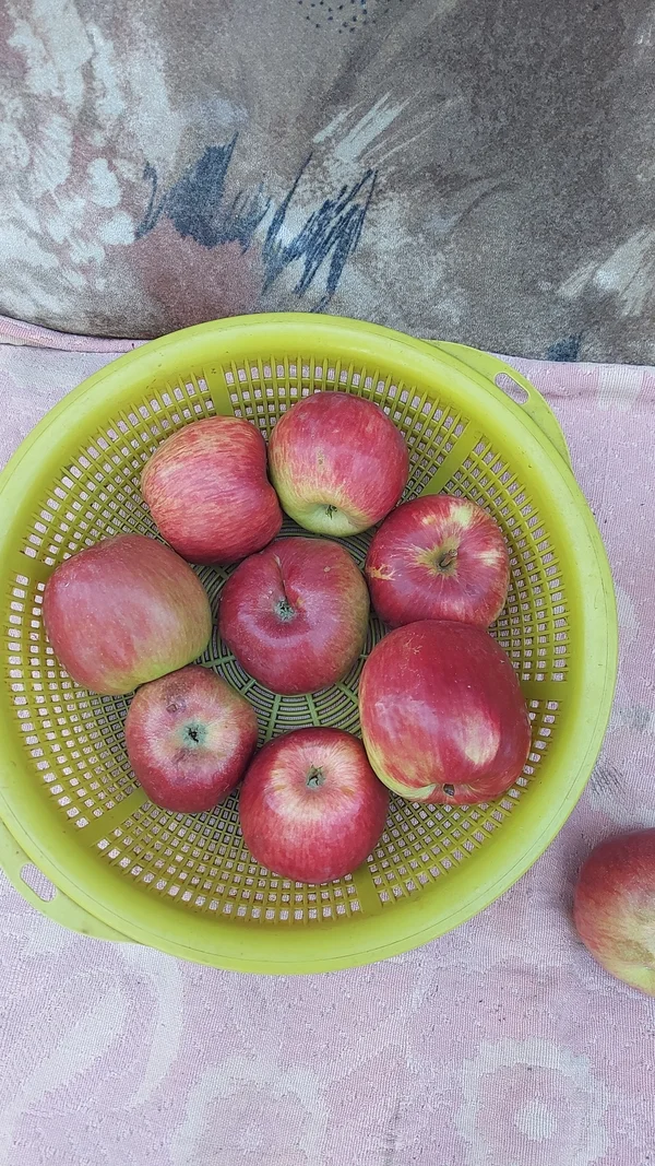 Яблоки