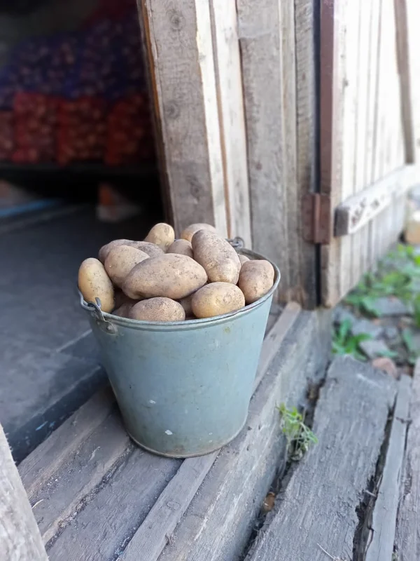 Картофель (сорта Гала и Янка)
