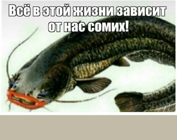 Сом