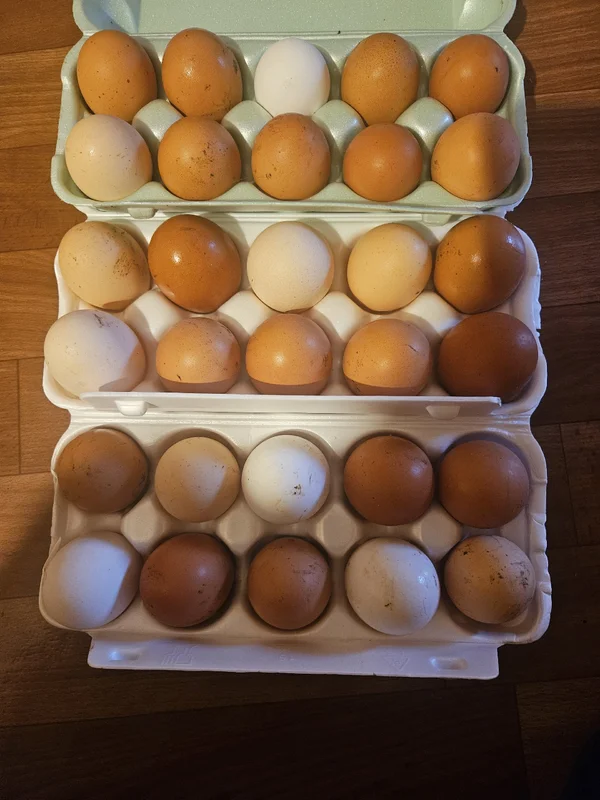 Домашние яички