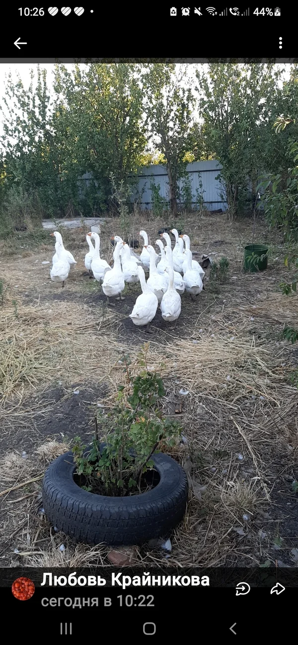 Деревенские гуси