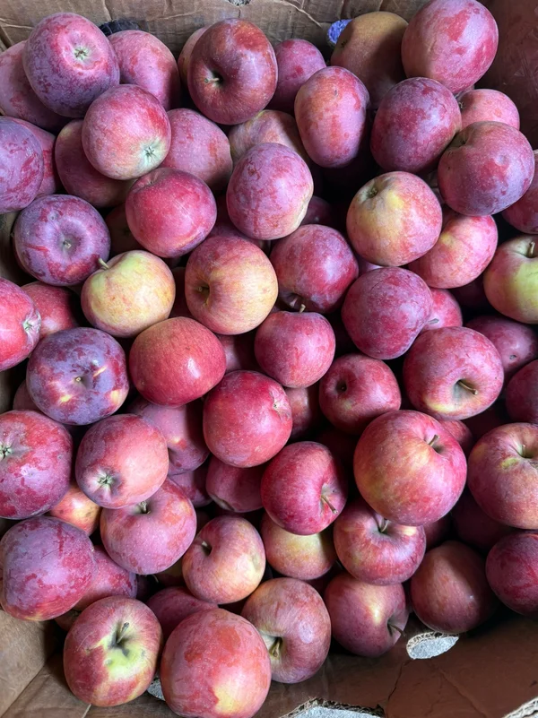 Яблоки Спартан