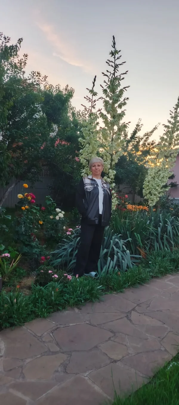 Саженцы Юкки нитчатой