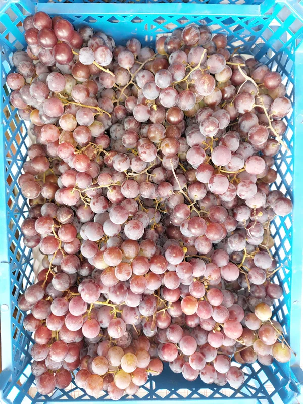 Виноград Лидия