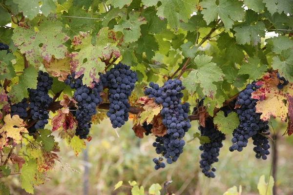 Виноград Мукузани