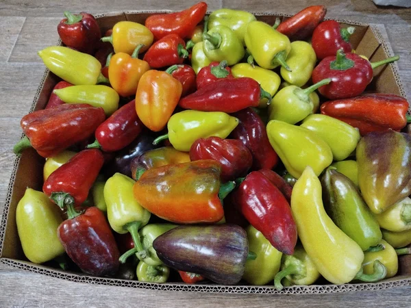 Картофель Коломбо, Королева Анна (крупный и средний)