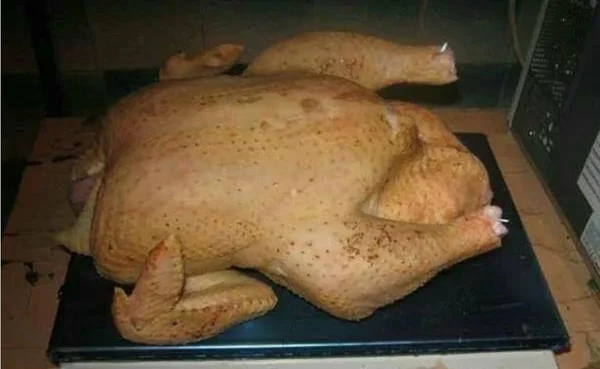 Курица (бройлер)