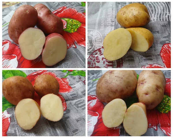 Картофель