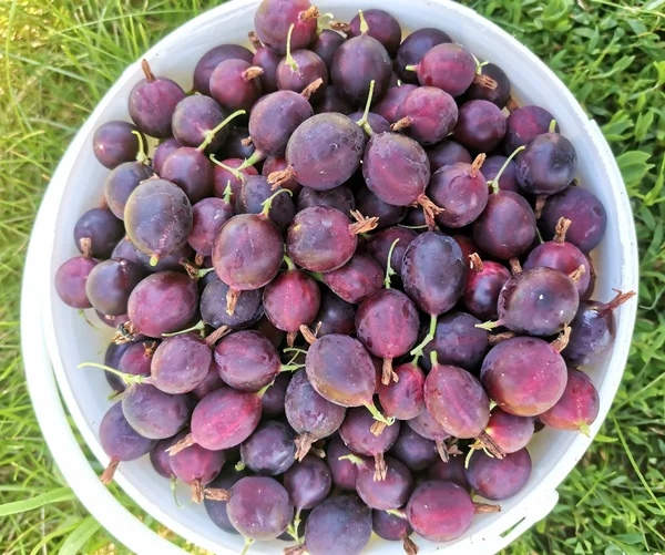 Крыжовник