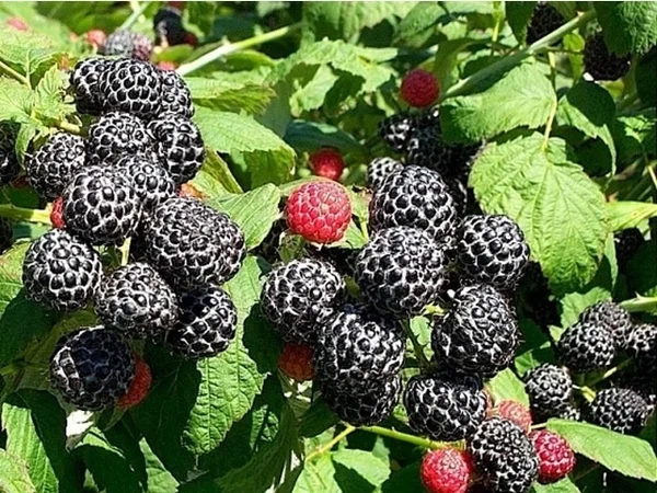 Малина чёрная Кумберленд