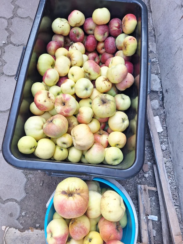 Яблоки сладкие, съёмные, ничем не обработанные