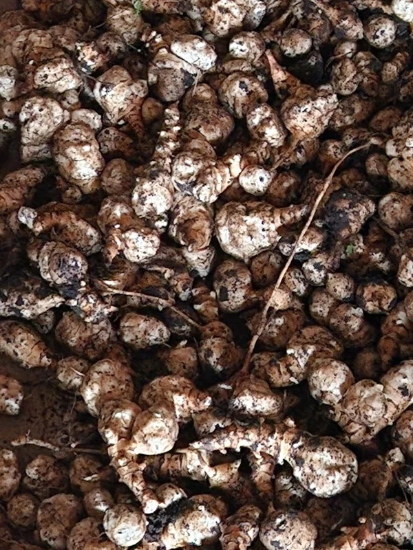 Топинамбур