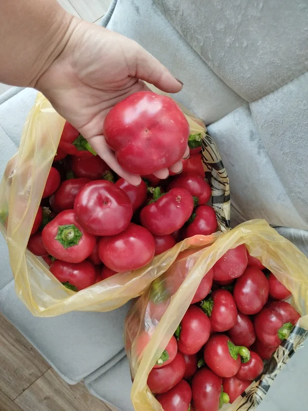 Болгарский перец