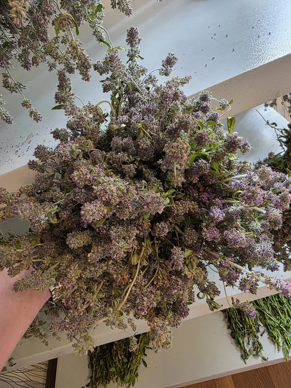 Чабрец