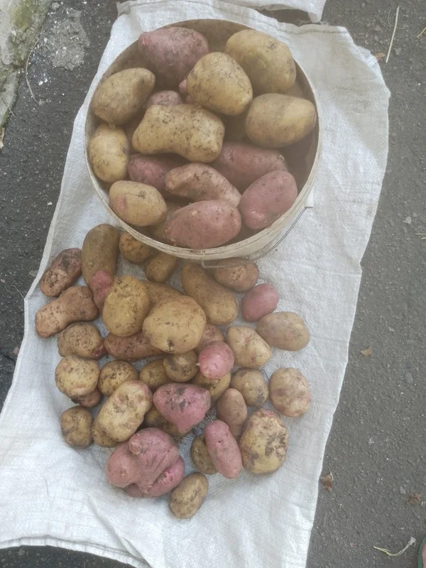 Картофель