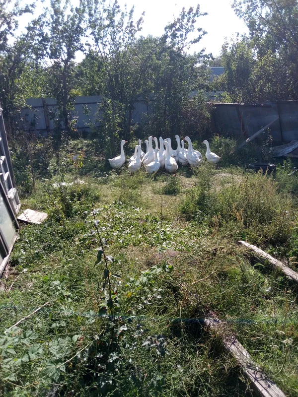 Гуси домашние