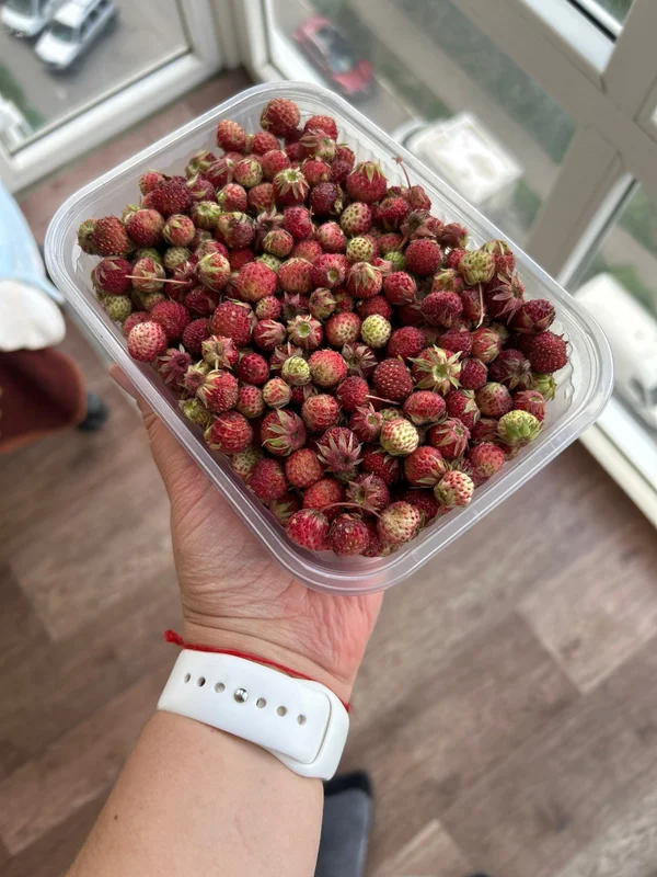 Луговой земляники