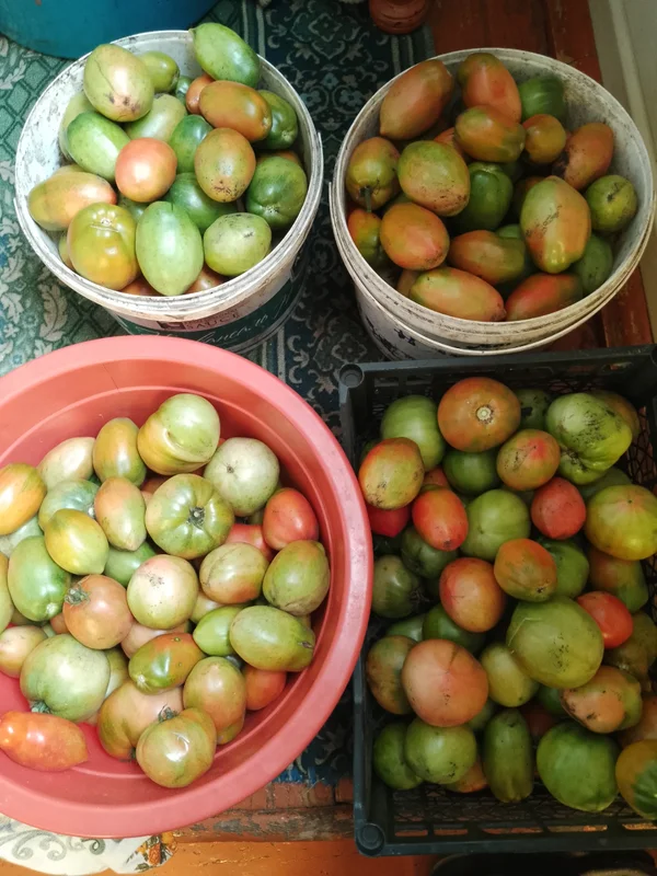 Картофель