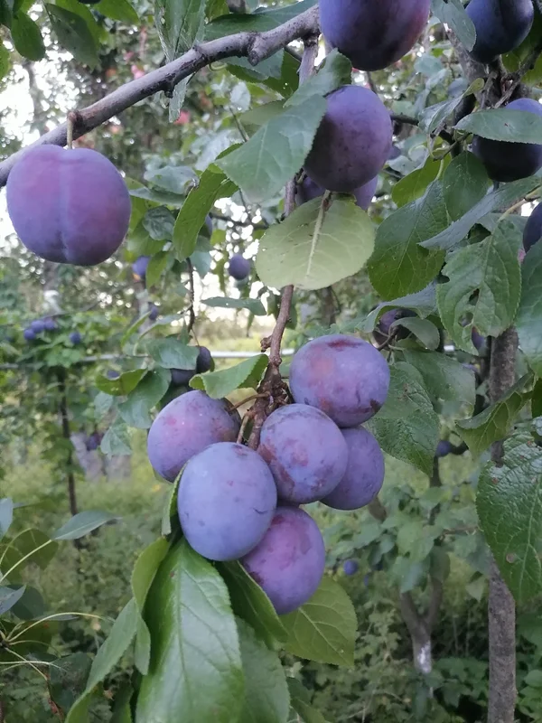 Молдавская слива