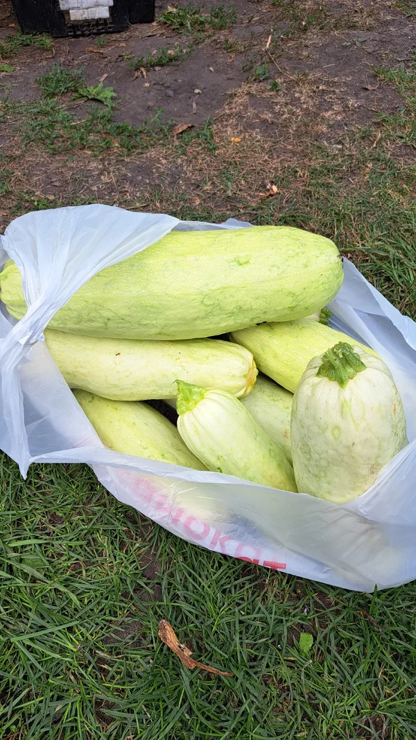 Кабачки