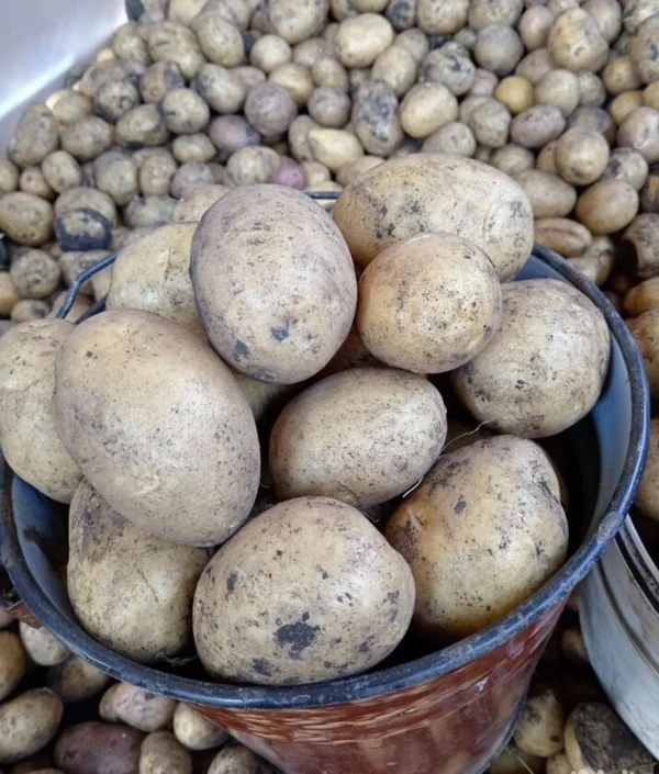 Домашний картофель