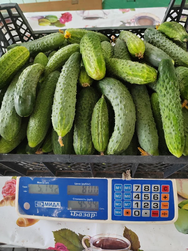 Огурцы