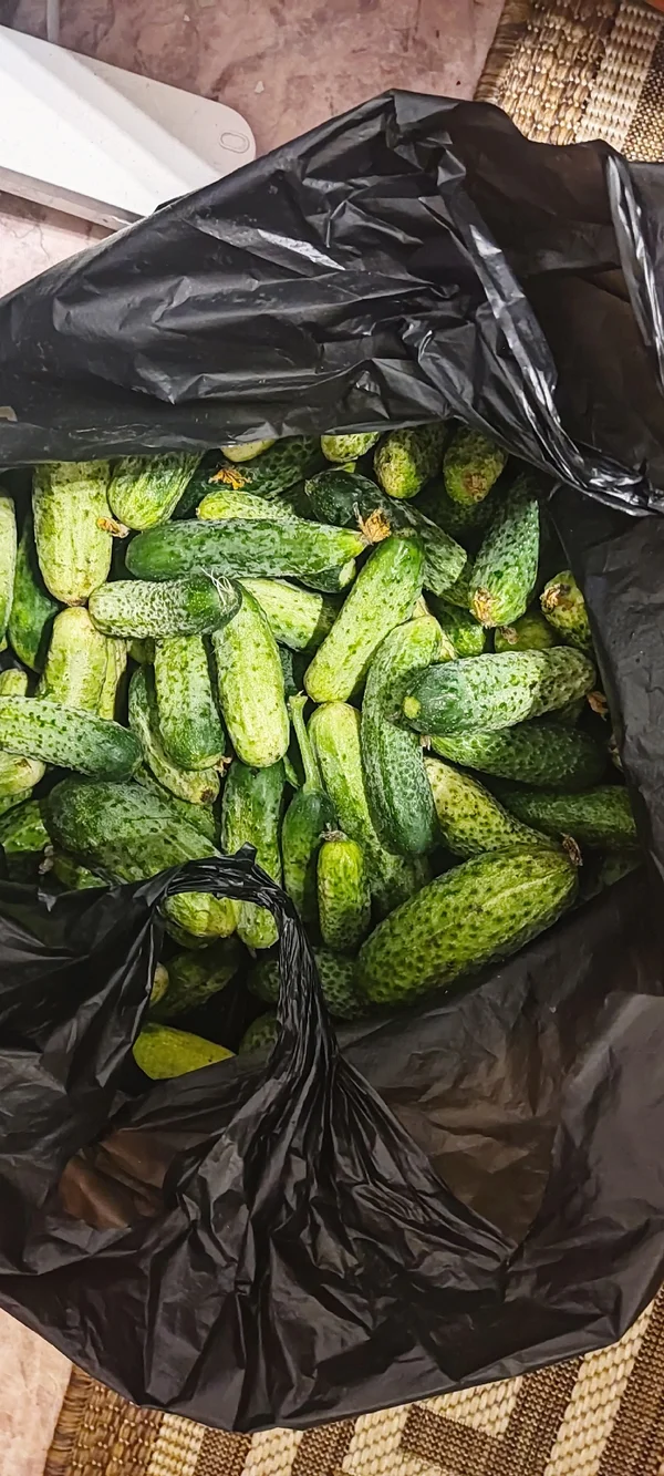Огурцы
