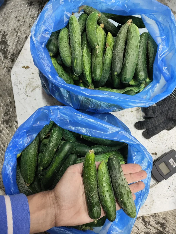 Огурчики на закрутку небольшие (10-12 см)