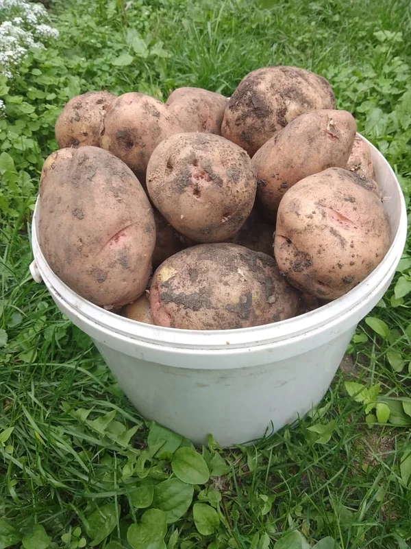 Картофель