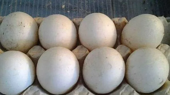 Утиные яйца