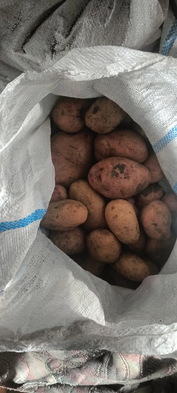 Картофель