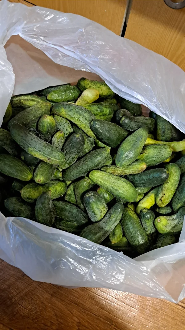 Огурчики крупные