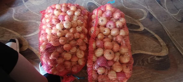 Лук репчатый
