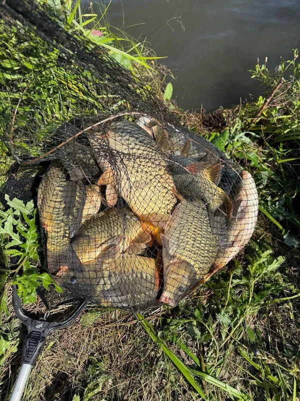 Карп обычный