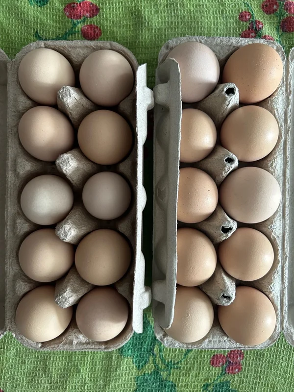 Домашние куриные яйца