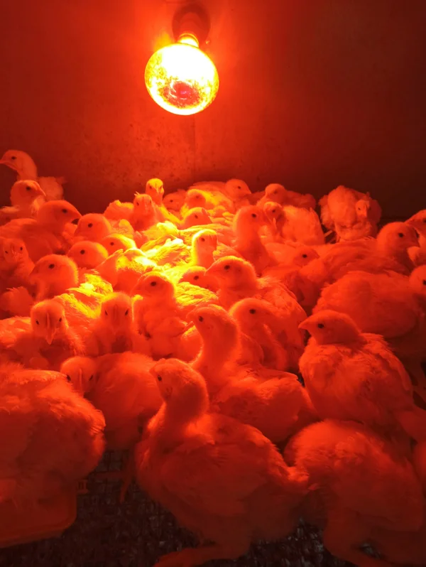 Бройлер Кобб 500, Подрощенные 21 день