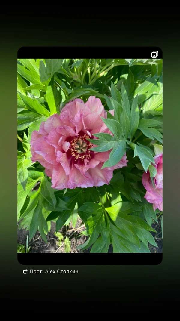 Корни пиона Хиллари