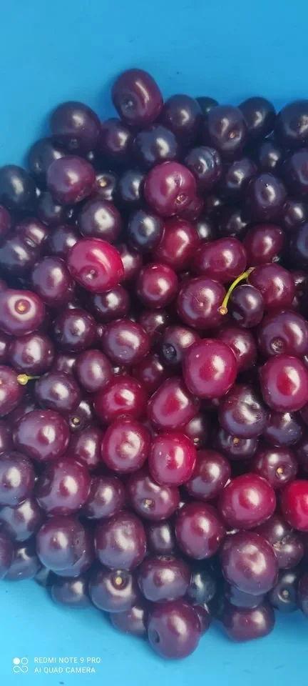 Картофель