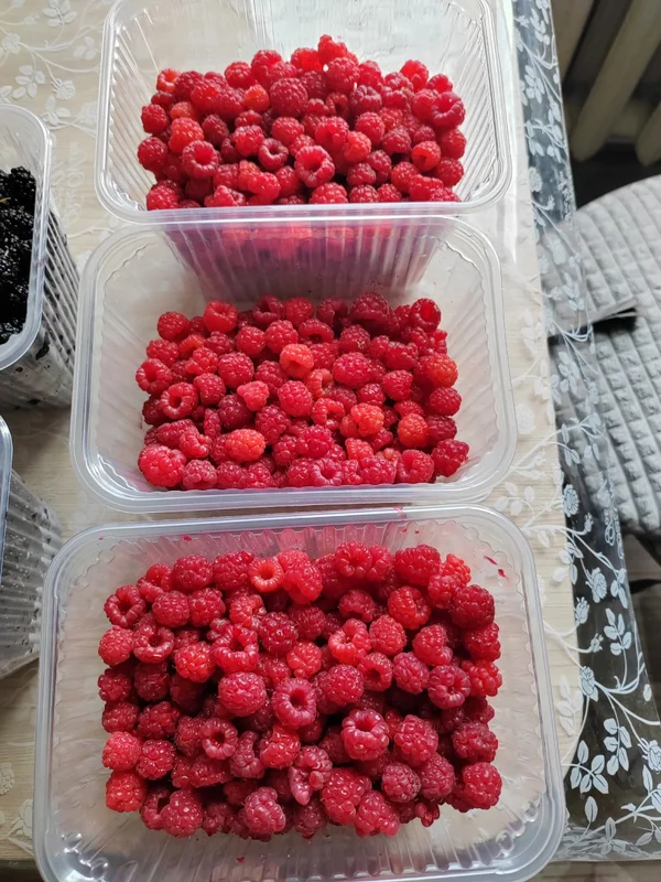 Малина