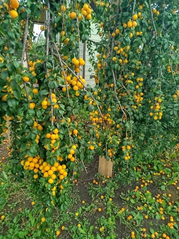 Ароматная жёлтая алыча