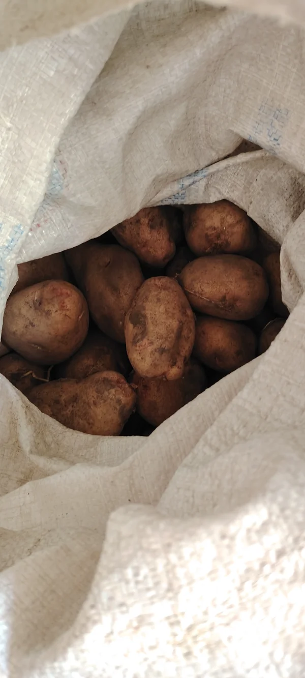 Картофель