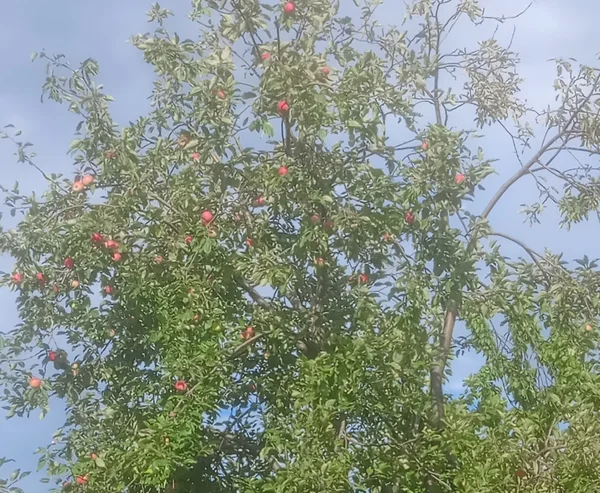 Яблоки сорт Мельба