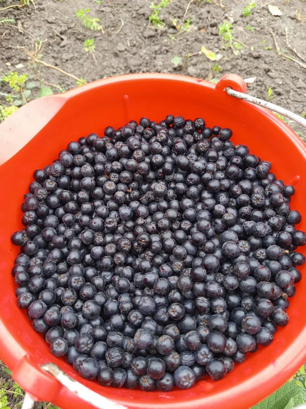 Черноплодная рябина