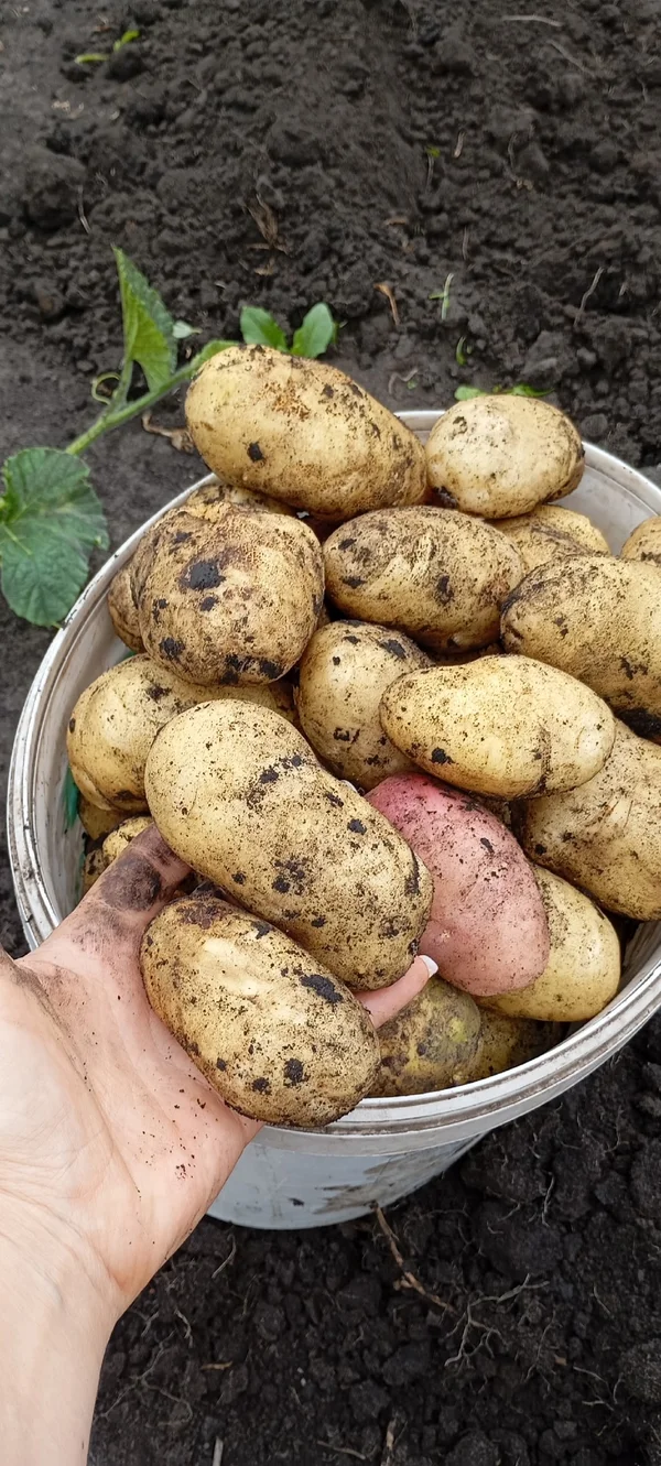Картофель