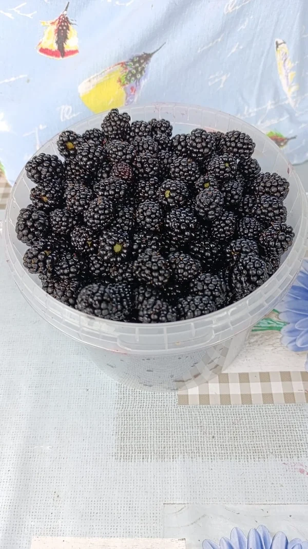 Ежевика спелая домашняя