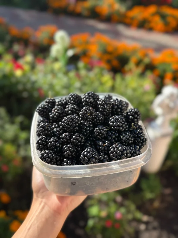 Крупная ежевика