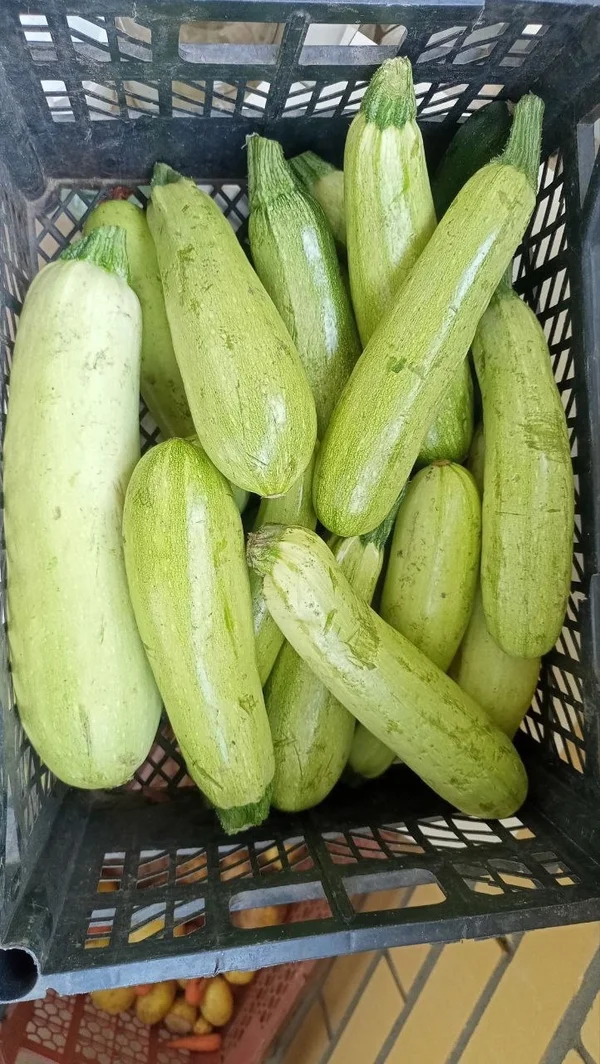 Кабачки