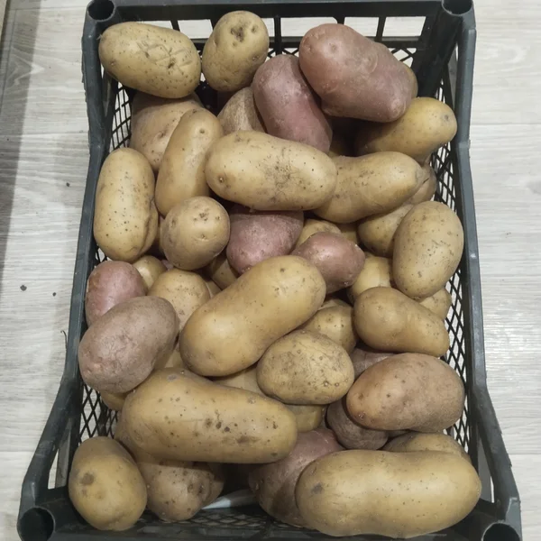 Картофель домашний